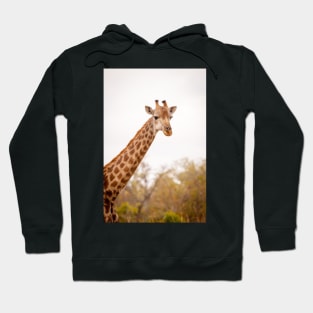 Head shot of a giraffe Hoodie